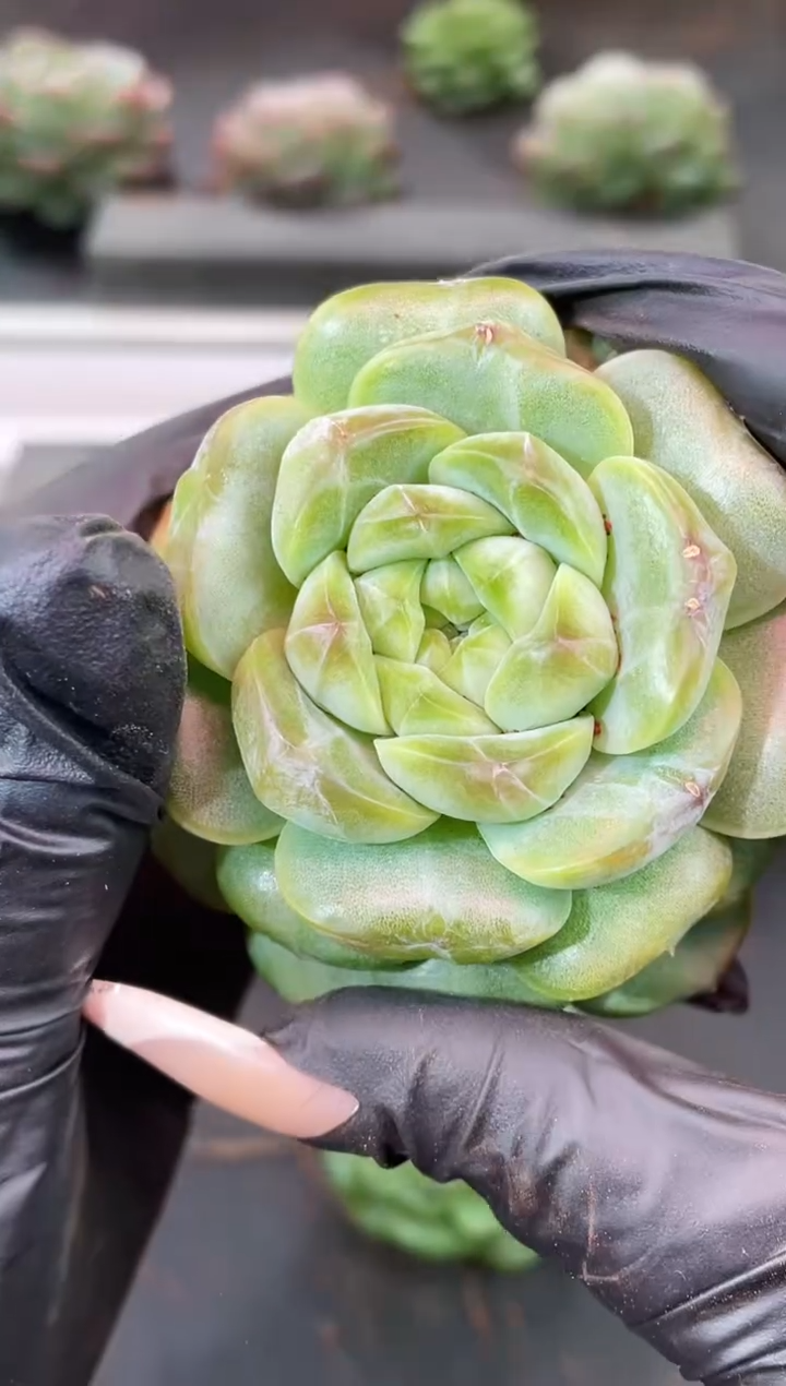 闪购2127  翡冷翠多肉一颗   6厘米