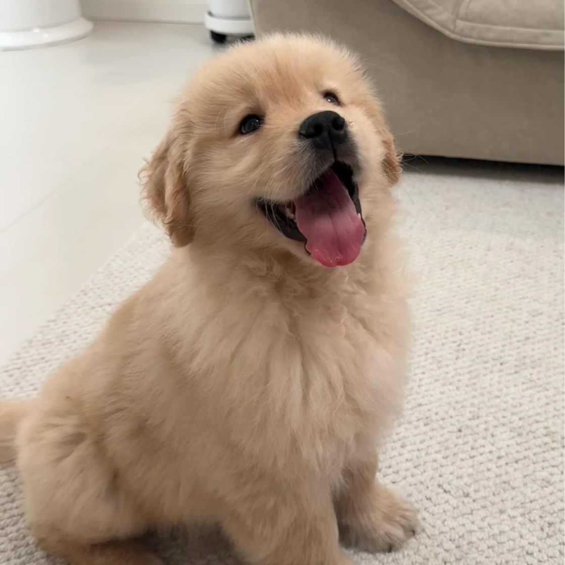 [鲁南犬业]各种狗狗幼犬家庭宠物健康狗狗活体链接