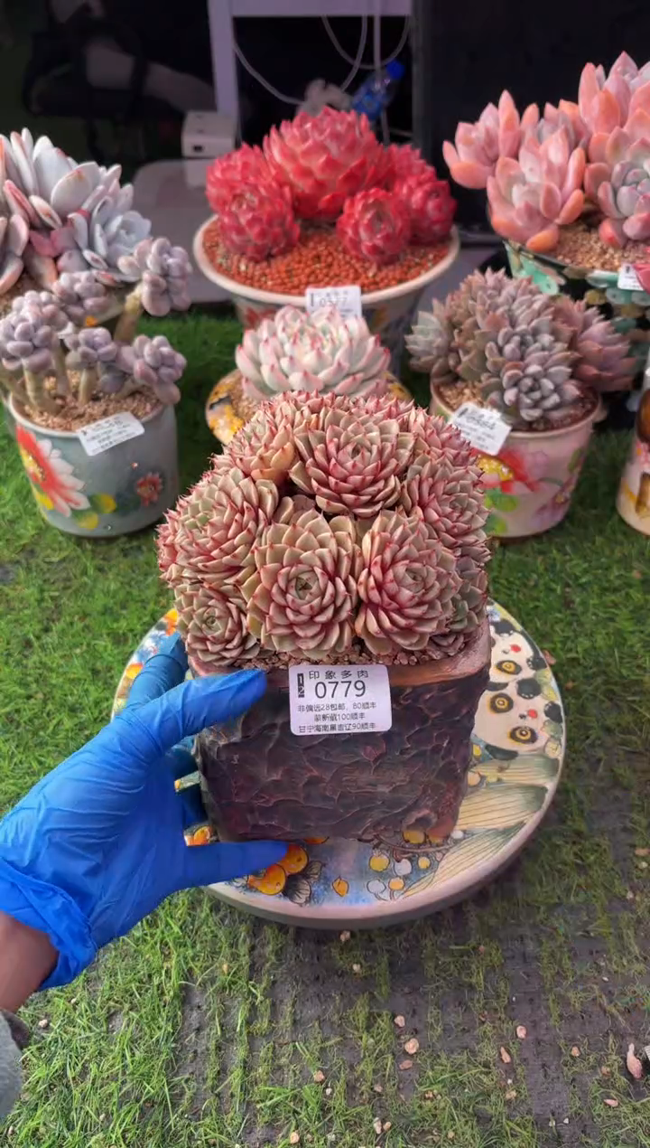 昆明印象多肉0779