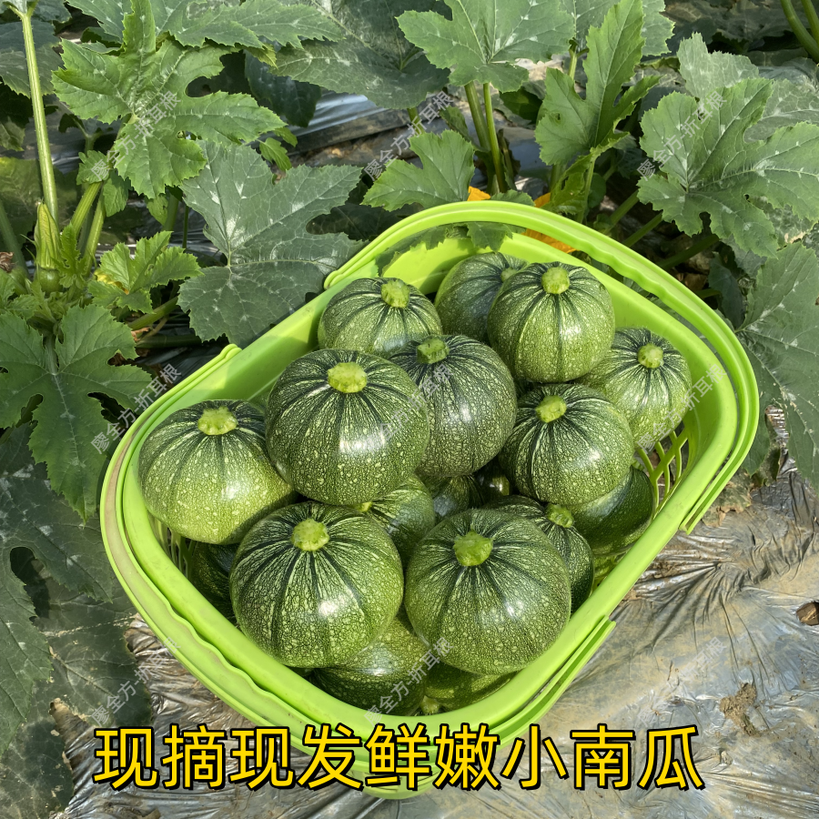 【达人专属】四川农家自种鲜嫩脆口小南瓜小圆瓜口感鲜美清甜爽口