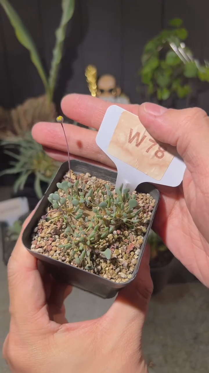 【闪购商品】圆叶格加W78