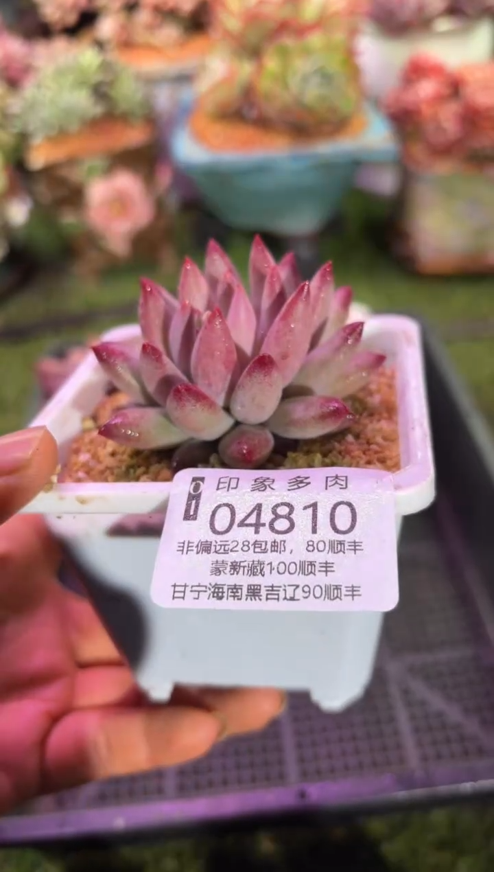 【闪购商品】04810