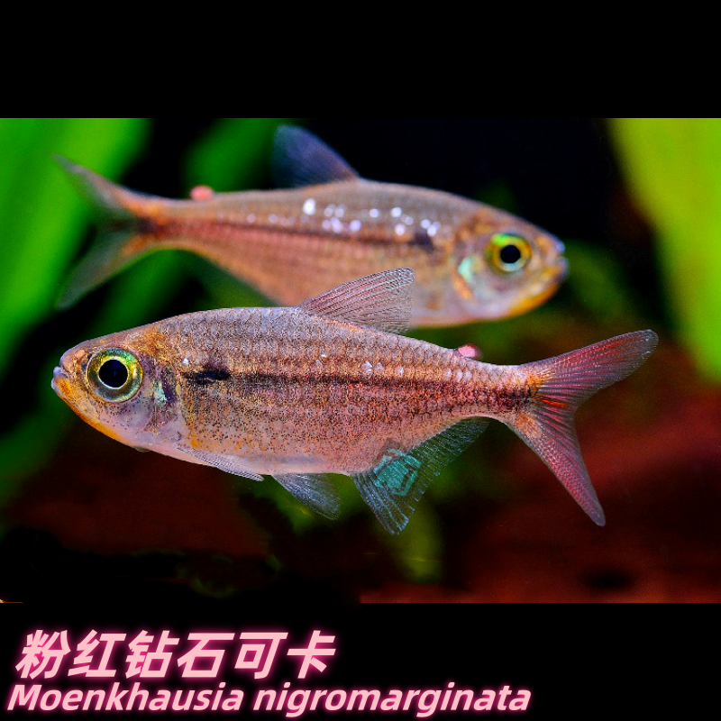 特价款 粉红钻石可卡 巴西人工灯鱼 包损/满额包邮@【TJ水族社】