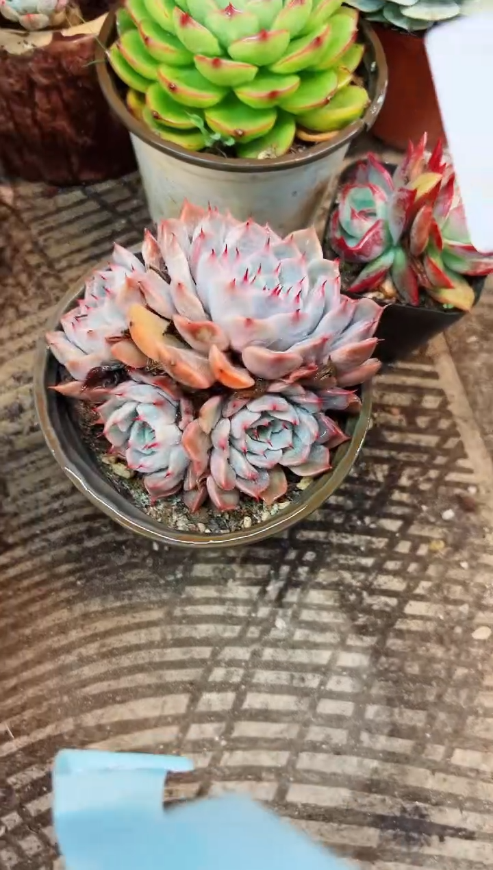 二*多肉植物一物一拍06187