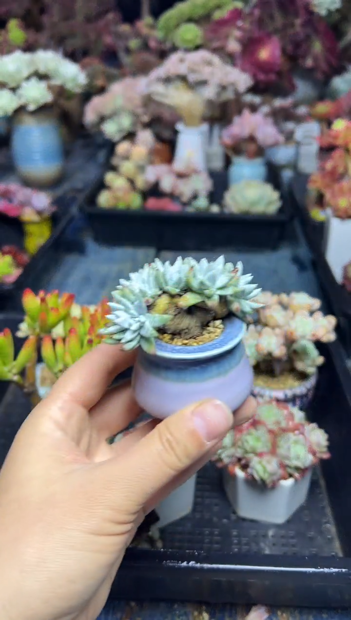 5****7801            不带盆