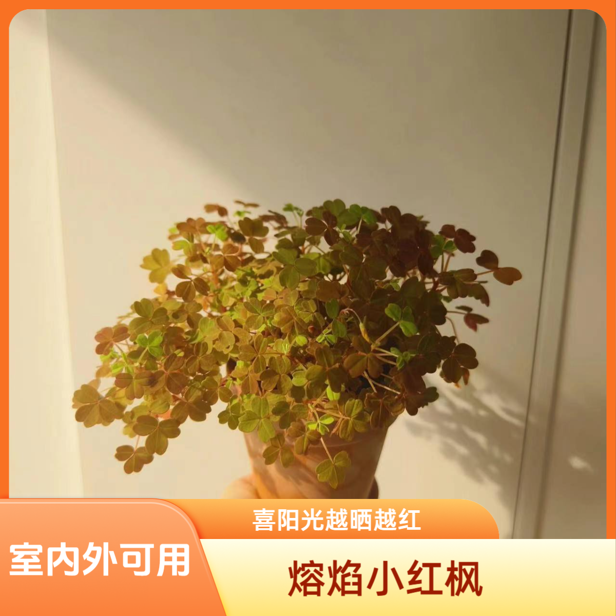 好养的熔岩小红枫酢浆草黄花观花彩叶绿植物盆栽四季室内耐热变色
