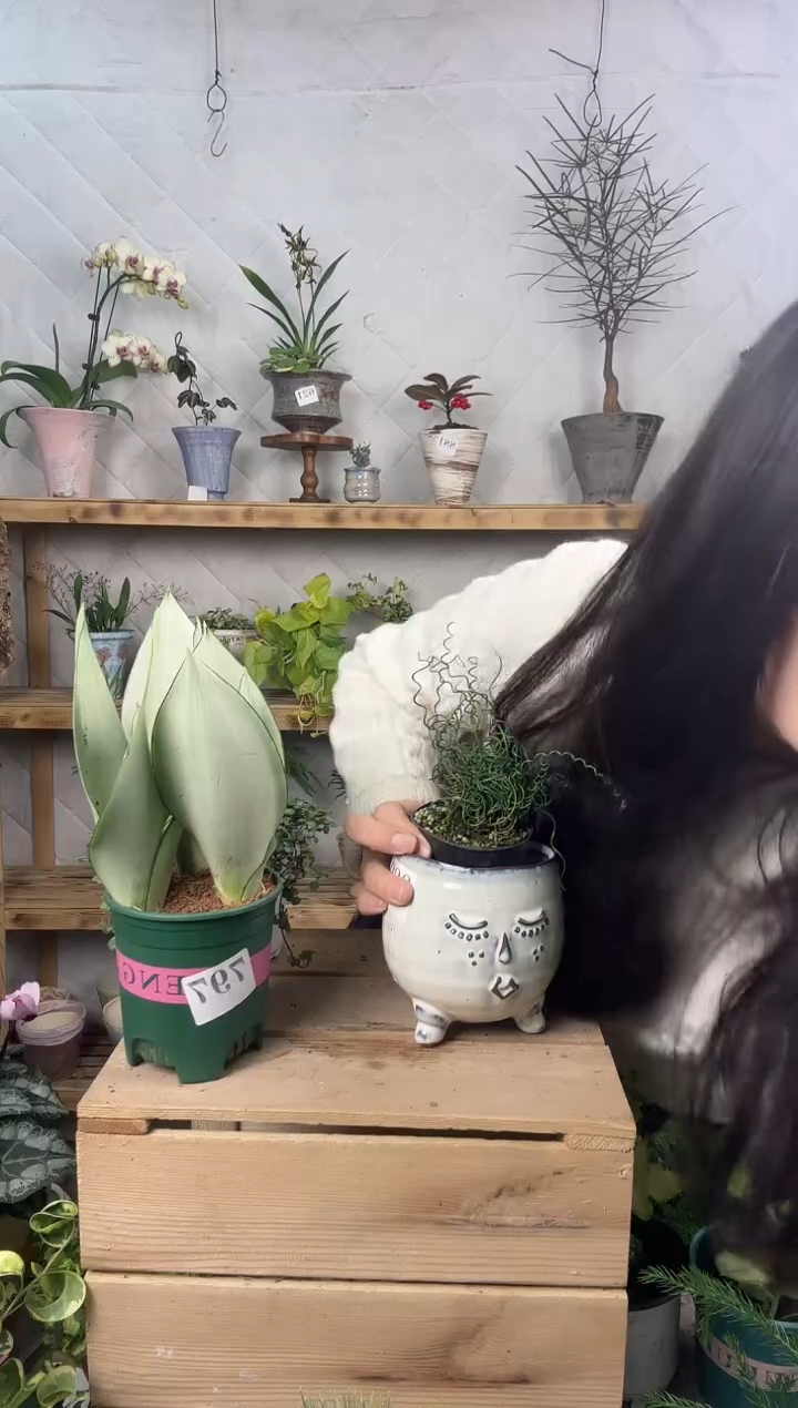 无花朵889盆子....