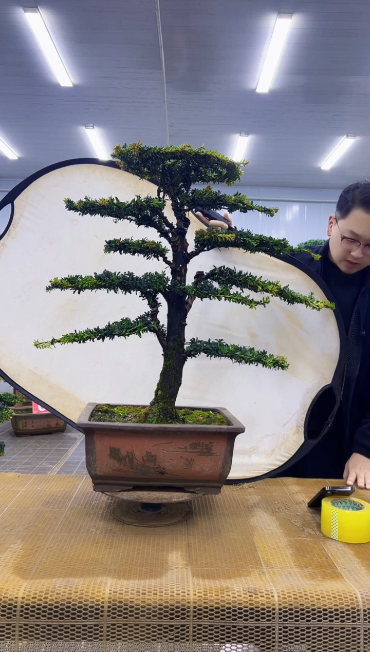 无花朵000000000000000