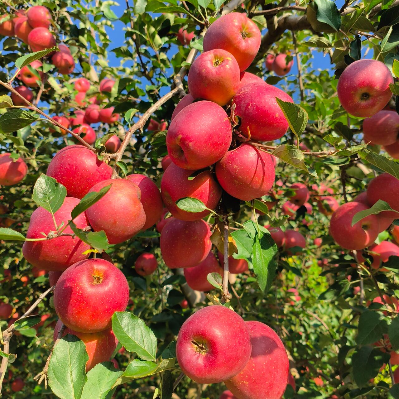 云南昭通丑苹果糖心脆甜多汁高海拔强光自然熟果园直发
