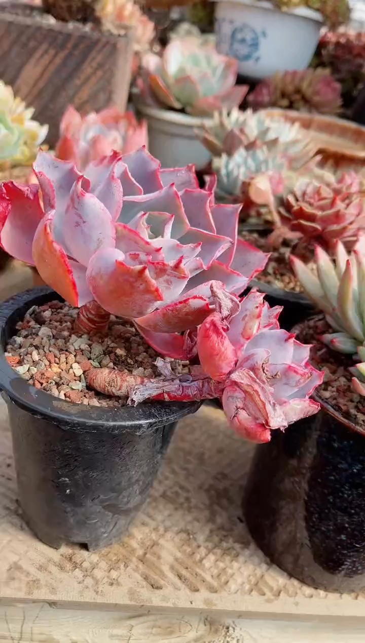 【闪购商品】23391