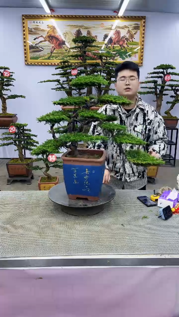 【闪购商品】八斗松/松类活物造型盆景，以直播间截图为啊啊啊