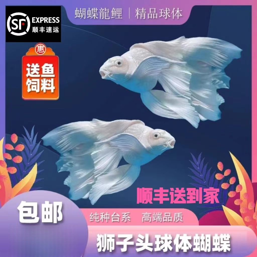 纯种白蝴蝶鲤短球体观赏鱼大鳍大尾短身冷水鱼好养耐活