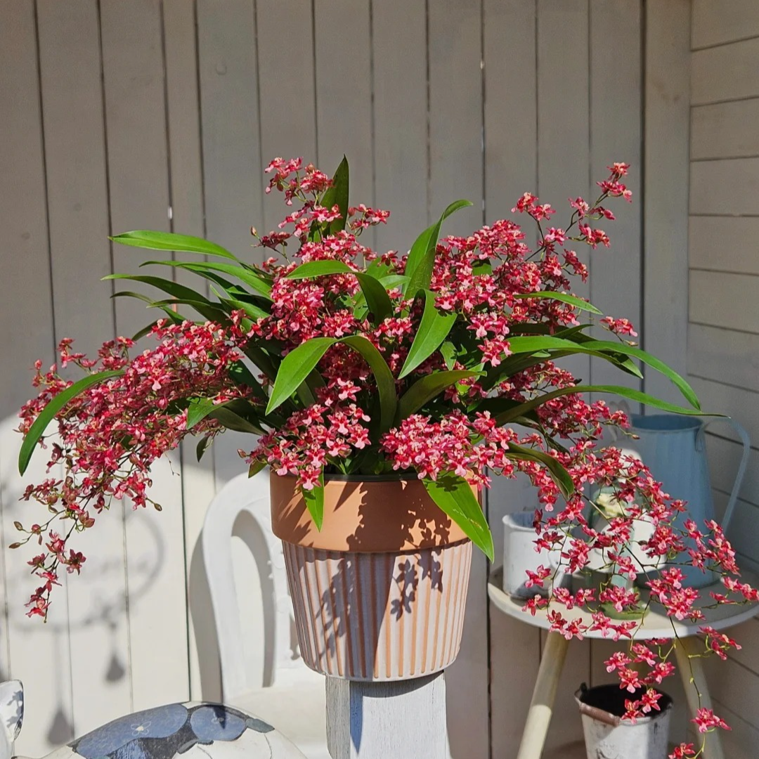 【花王朝】梦香兰-红色- 云南直发鲜花家居水养插花鲜切花 