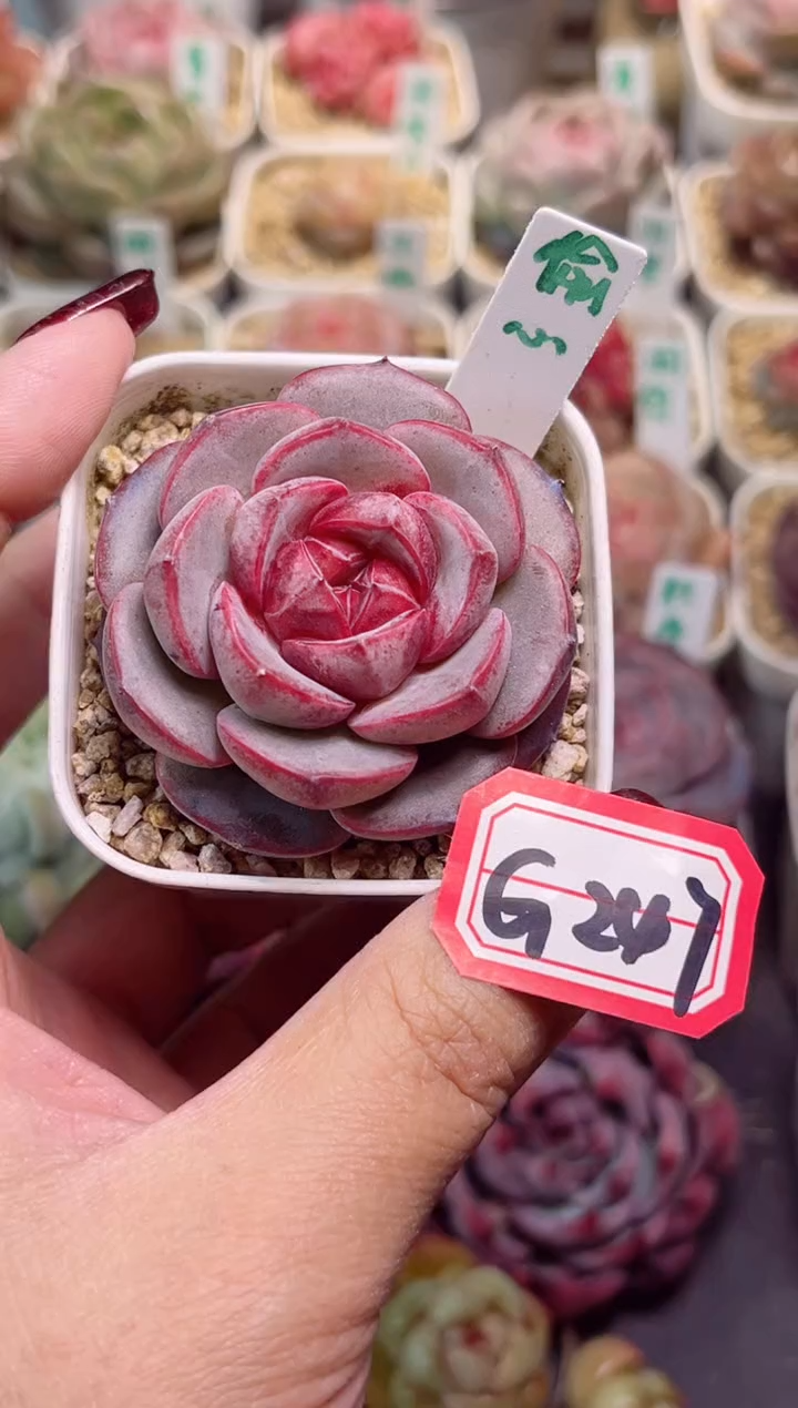 【闪购商品】G247偷心一物一拍