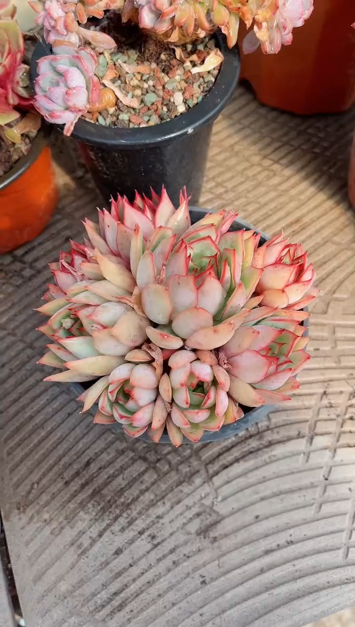 【闪购商品】06407