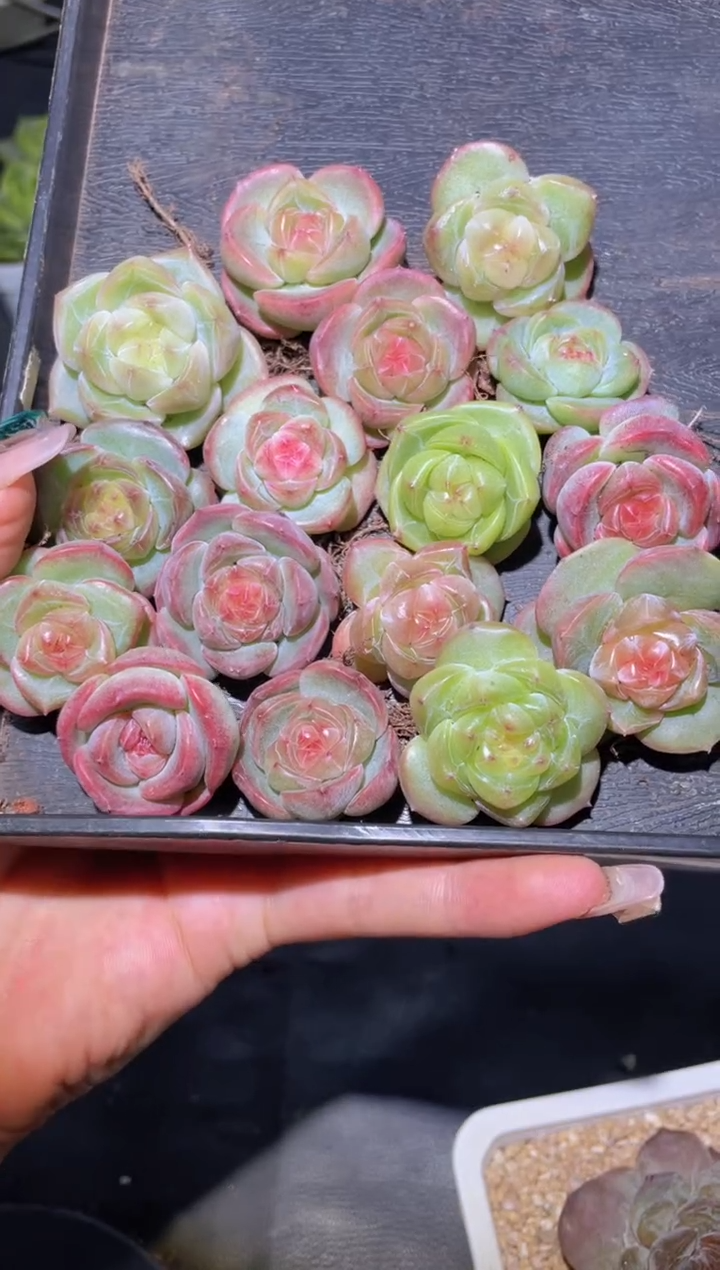 060森罗万象量拍随机发一颗