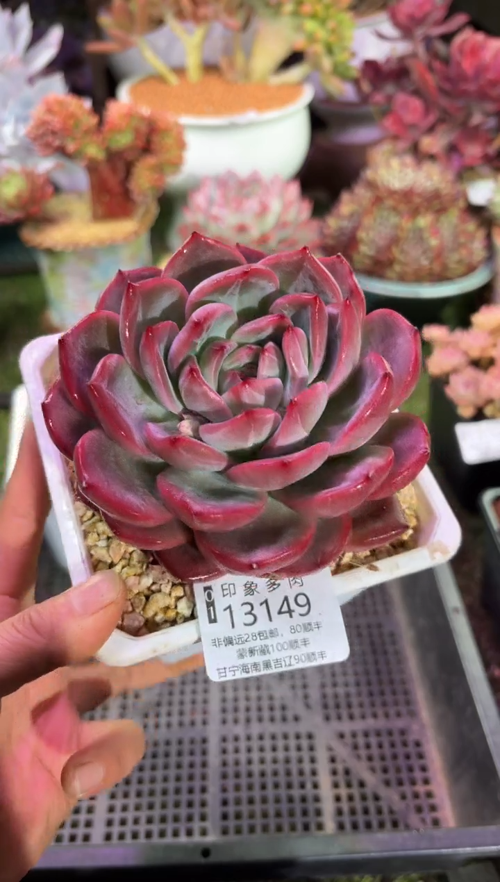 【闪购商品】13149