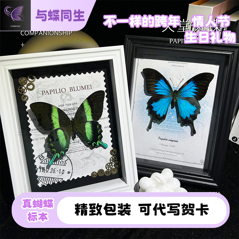 天堂爱神凤蝶真蝴蝶标本情人节生日送男女朋友节日礼物家居装饰品