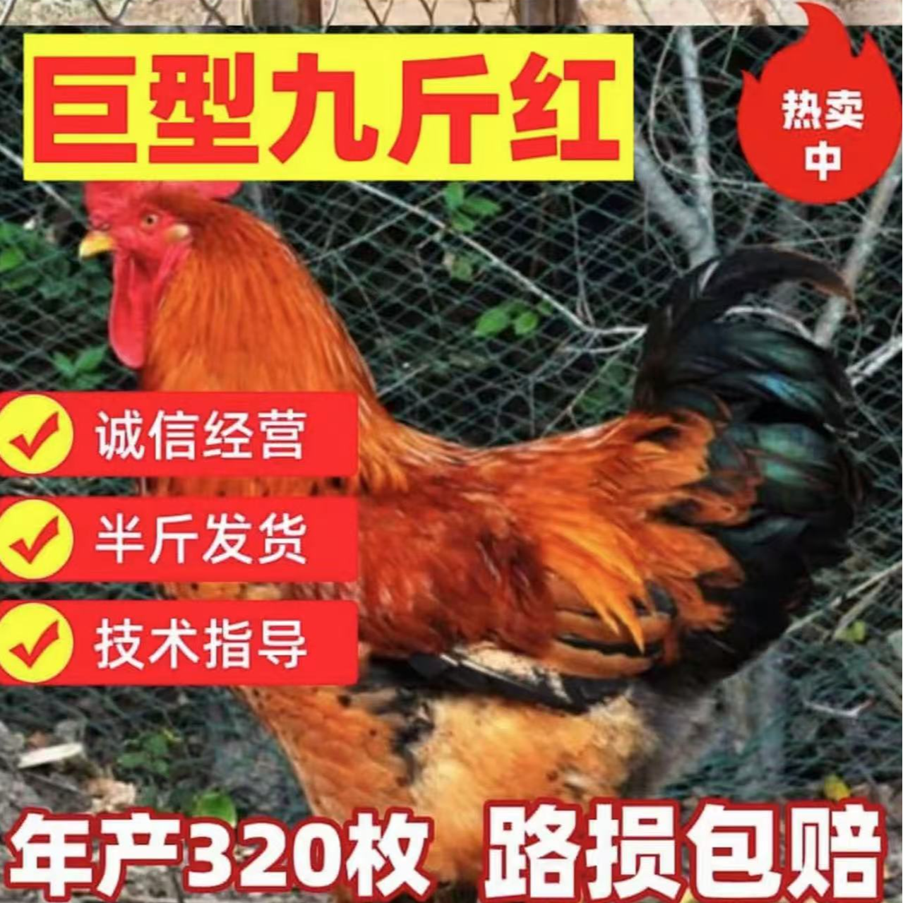 红玉380 K9小鸡快大型大体型红壳蛋九斤红鸡散养鸡宠物观赏鸡