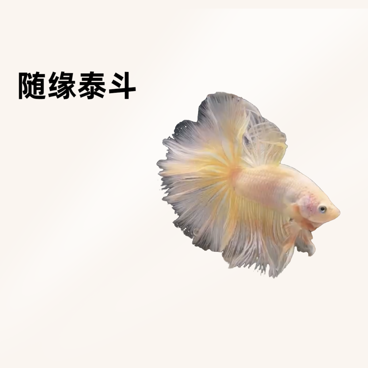 B10（217-240）随缘泰斗小型热带观赏鱼（直播间选鱼）