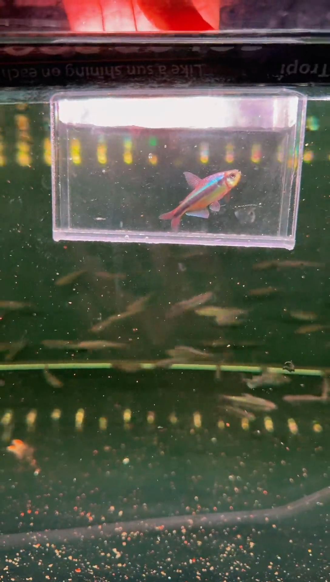 灯科鱼幻彩青魔鬼*1