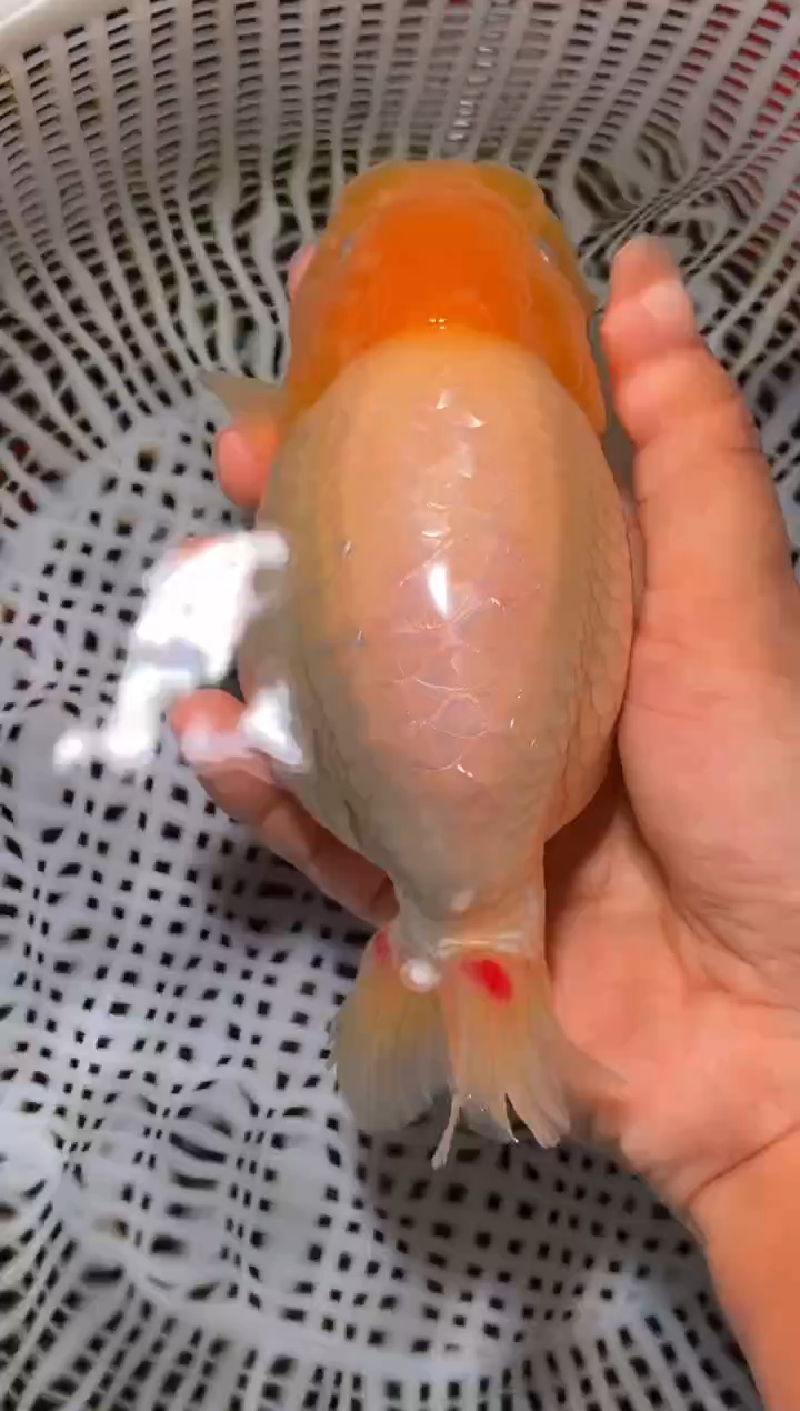 金鱼（运费到付，马印灯下展示）福州追鱼兰寿金鱼