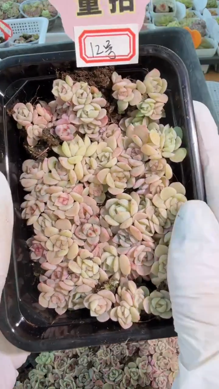 12号 切糕1盒 量拍多肉植物
