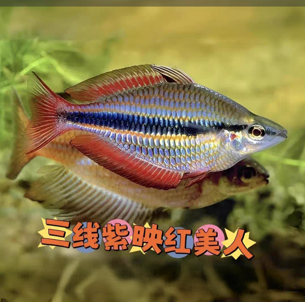 黄金三线紫映红美人观赏鱼热带鱼