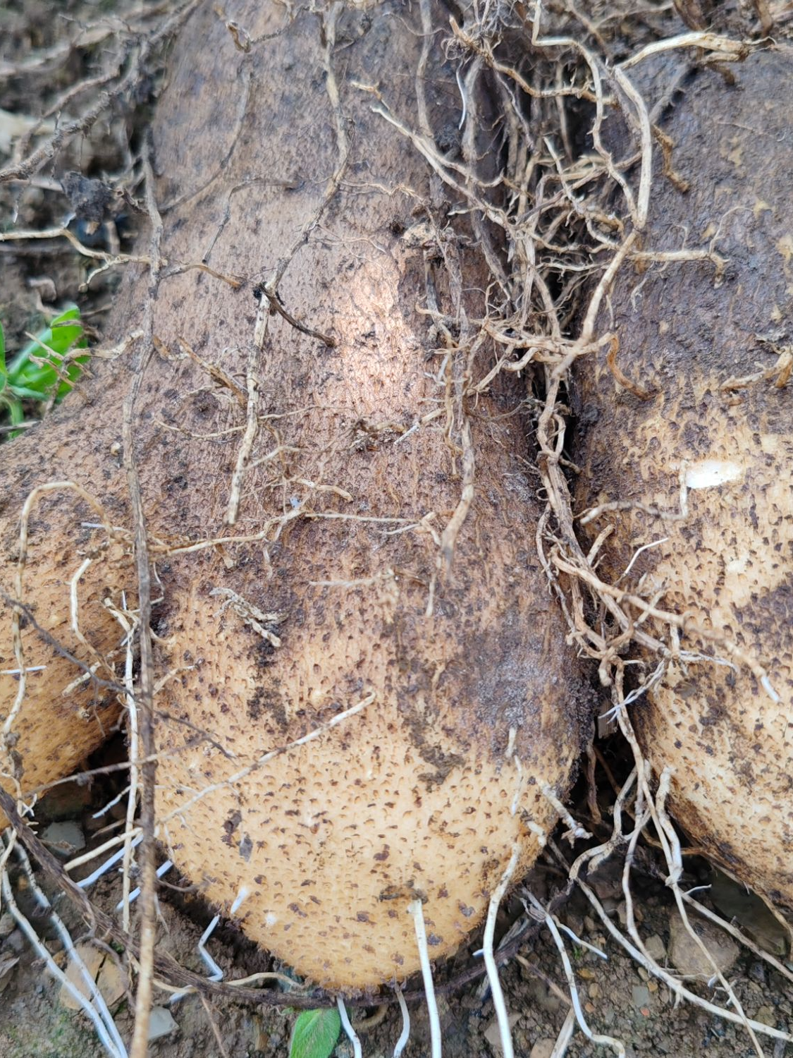 现场称重»四川筠连土货新鲜蔬菜切苕果/火苕果无科技 无农残 山药