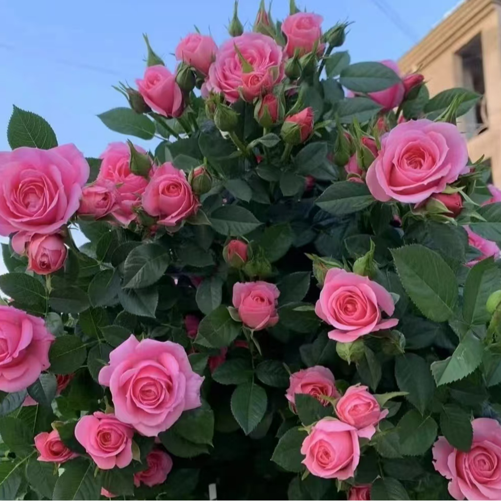 【宏哥月季】精品嬉皮士星星  高杯粉色大花量多季开花爬墙月季玫瑰