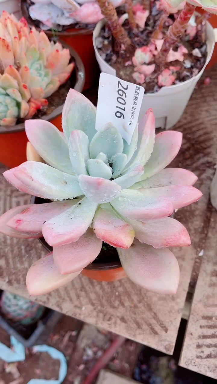 每***单跃跃精品多肉26016