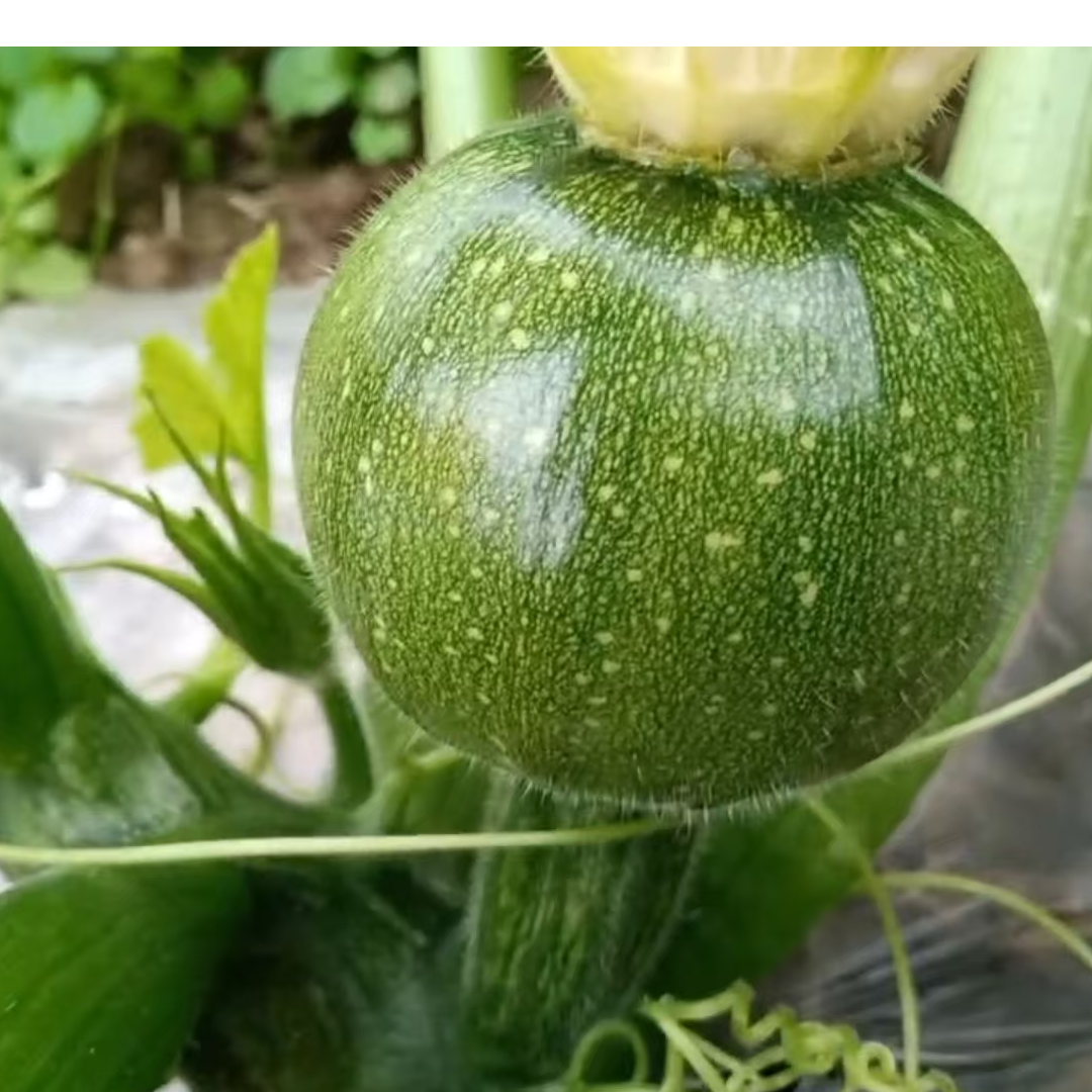 川塔绿珍珠   圆西葫芦 极早熟  圆润饱满  口感细嫩微甜  