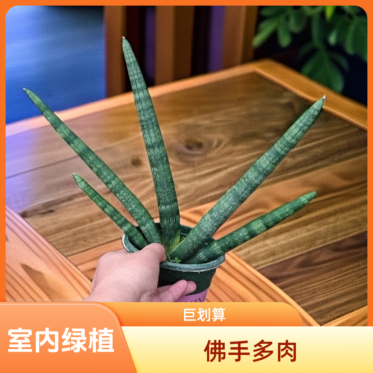 佛手室内绿植客厅佛手盆栽多肉植物绿植盆栽