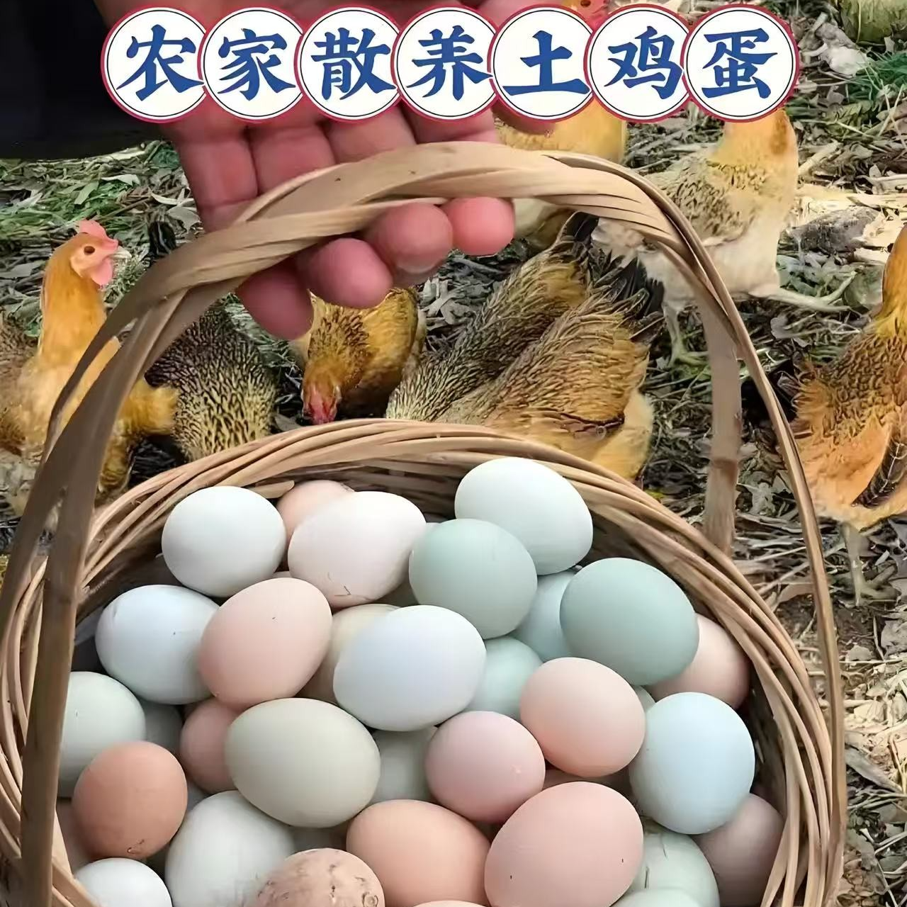 【试吃装】农家散养乌鸡蛋10枚赠20枚土鸡蛋  顺丰包邮