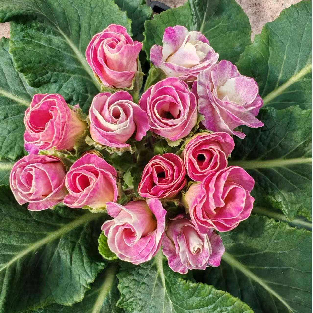 藕粉 热门网红品缤纷大厂出品f1代种苗报春花盆栽耐寒好养活