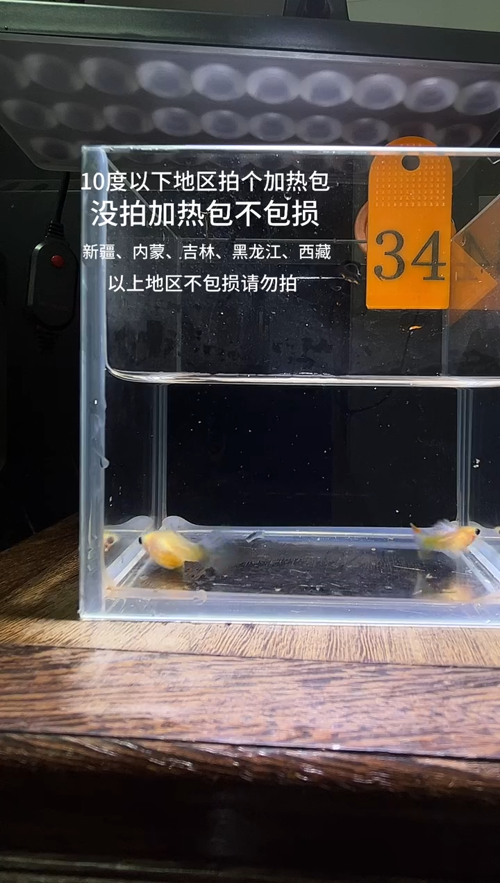 孔雀鱼黄肉蓝礼服玻璃猫普通体34