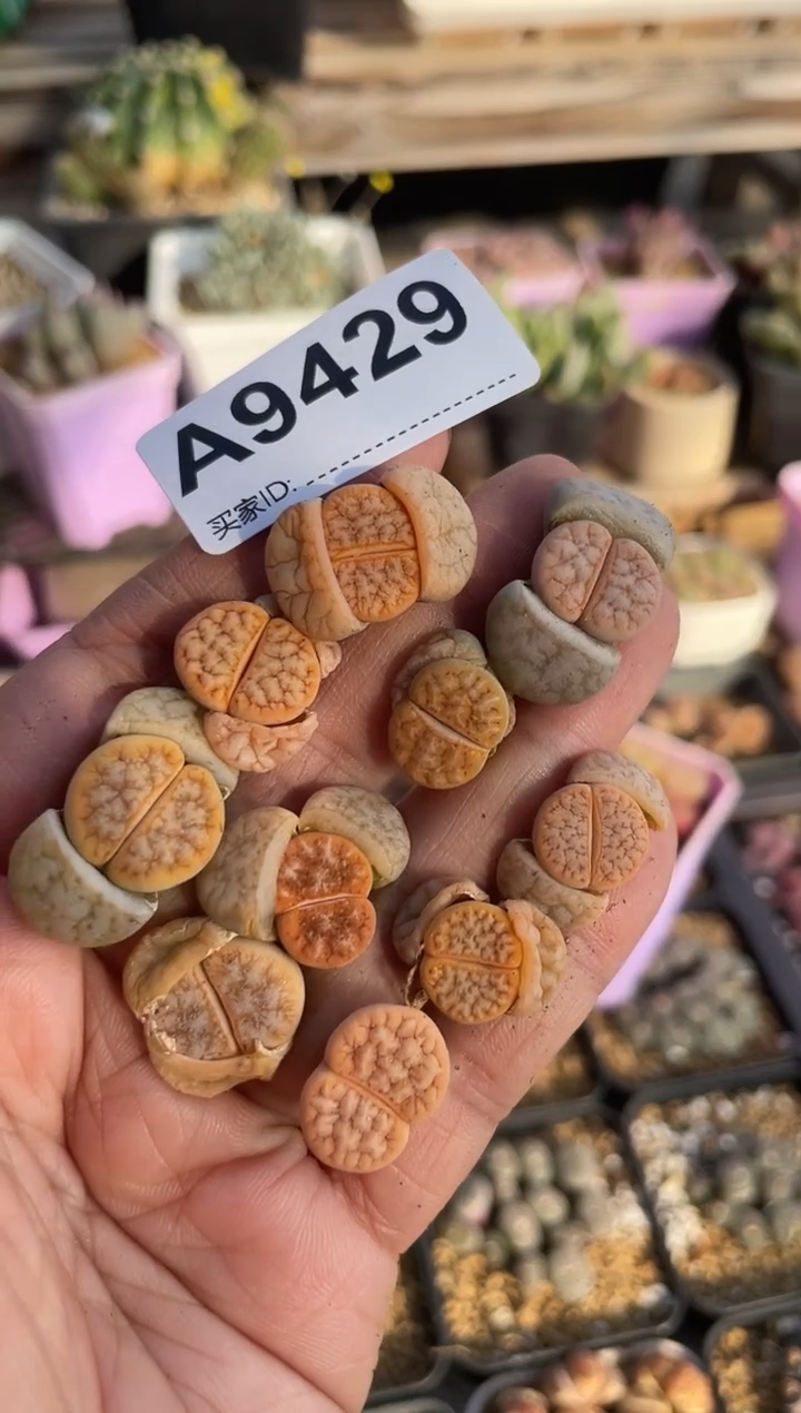 【闪购商品】9429直播一物一拍