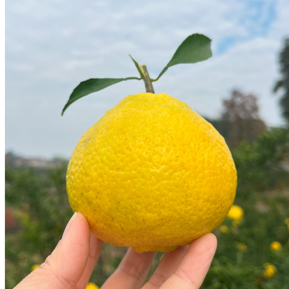 湖南怀化岩垅黄金贡柚清甜爆汁象山青春香超甜柚子新鲜水果冬季