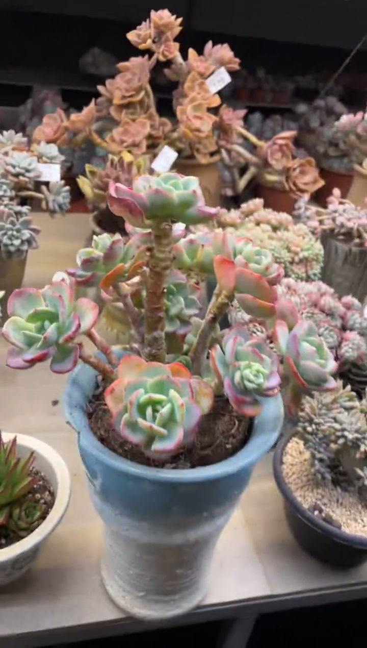 【闪购商品】135白月光