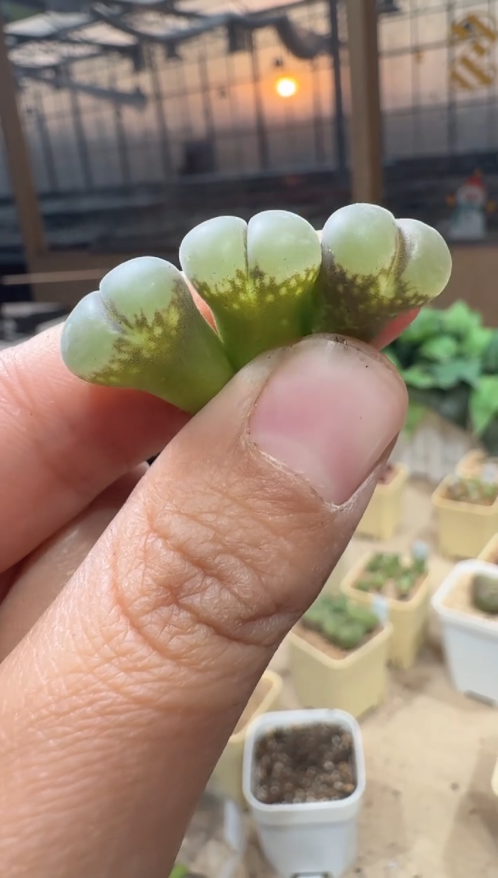 匹*曹28-345多肉植物肉锥