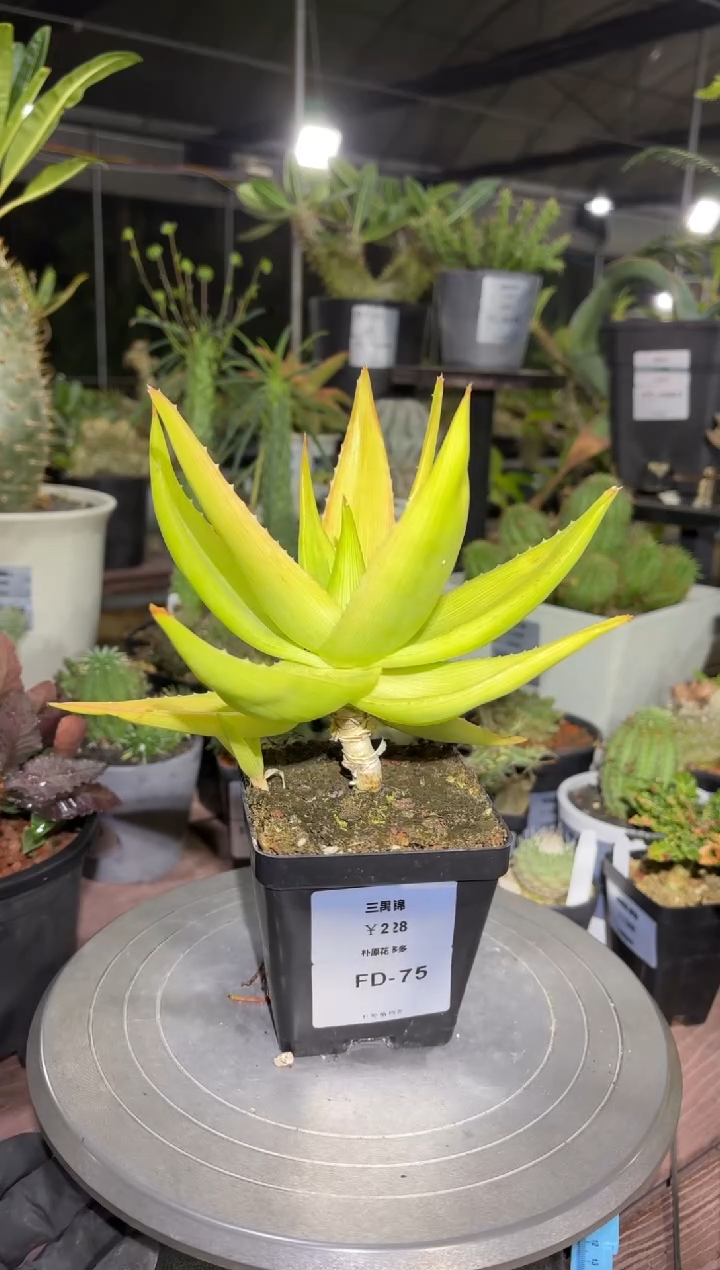 三禺锦芦荟FD-75