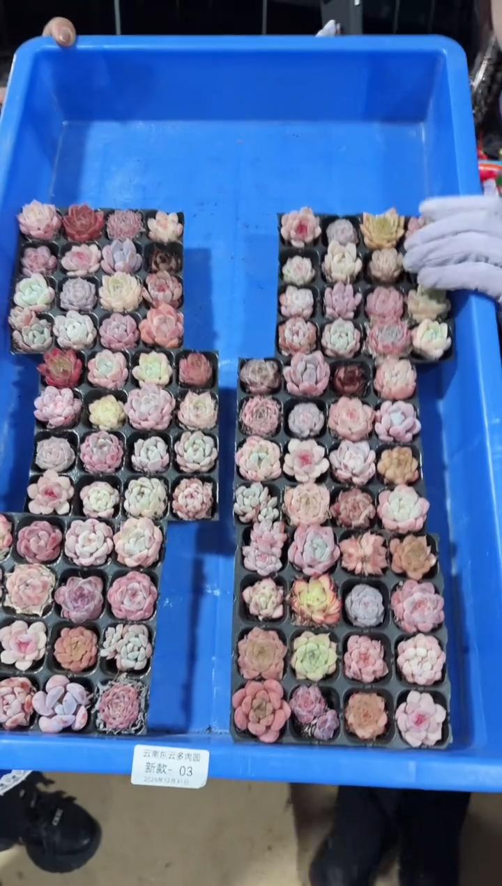 东云多肉园新款-03（其中一份）