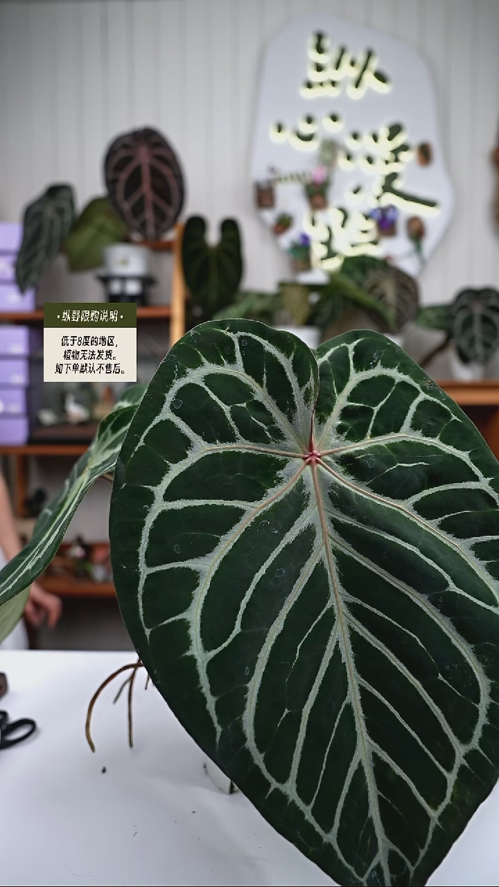 完全开放Y94女团杂