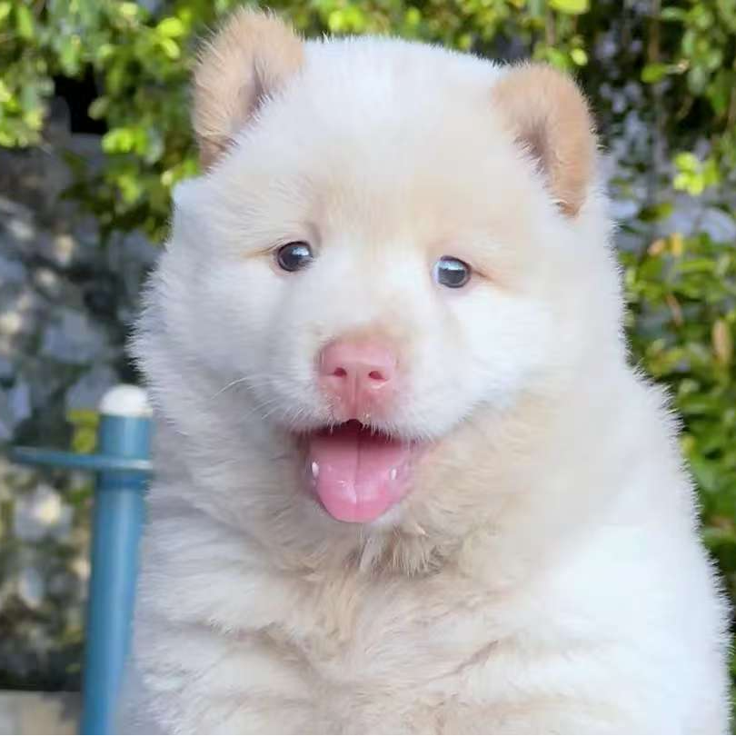 [周周家田园犬]T狗狗活体