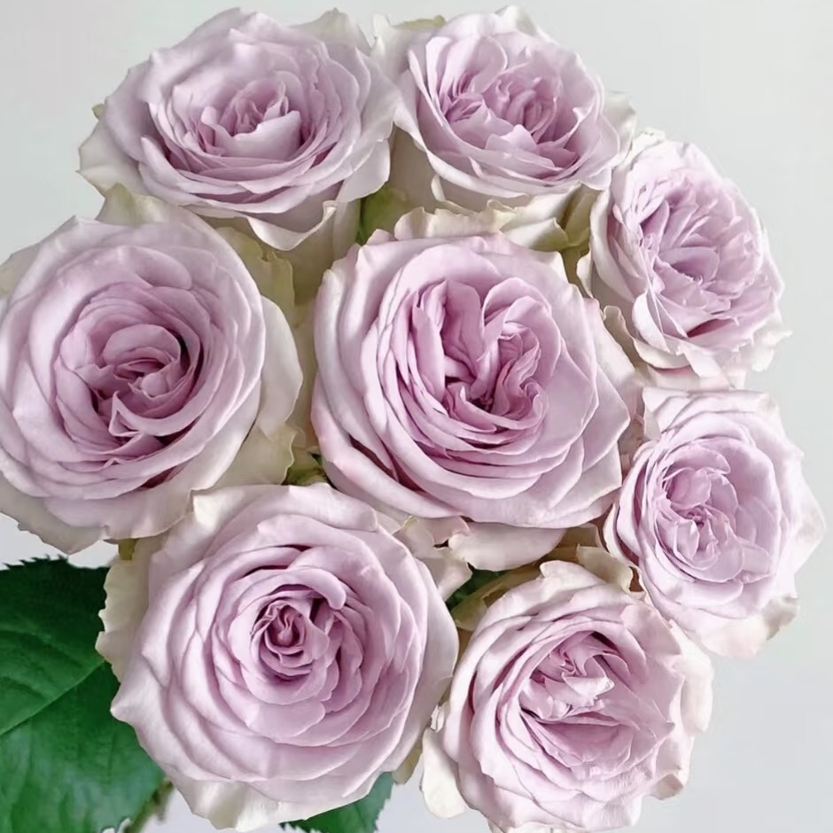 【AB级海洋之心玫瑰批发】厦门实体店同城鲜花快递福建顺丰包邮