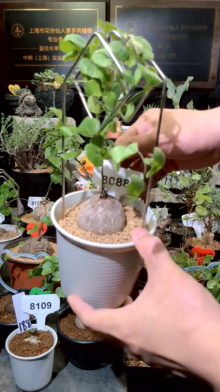 8088号1224甄选单颗南非龟甲龙