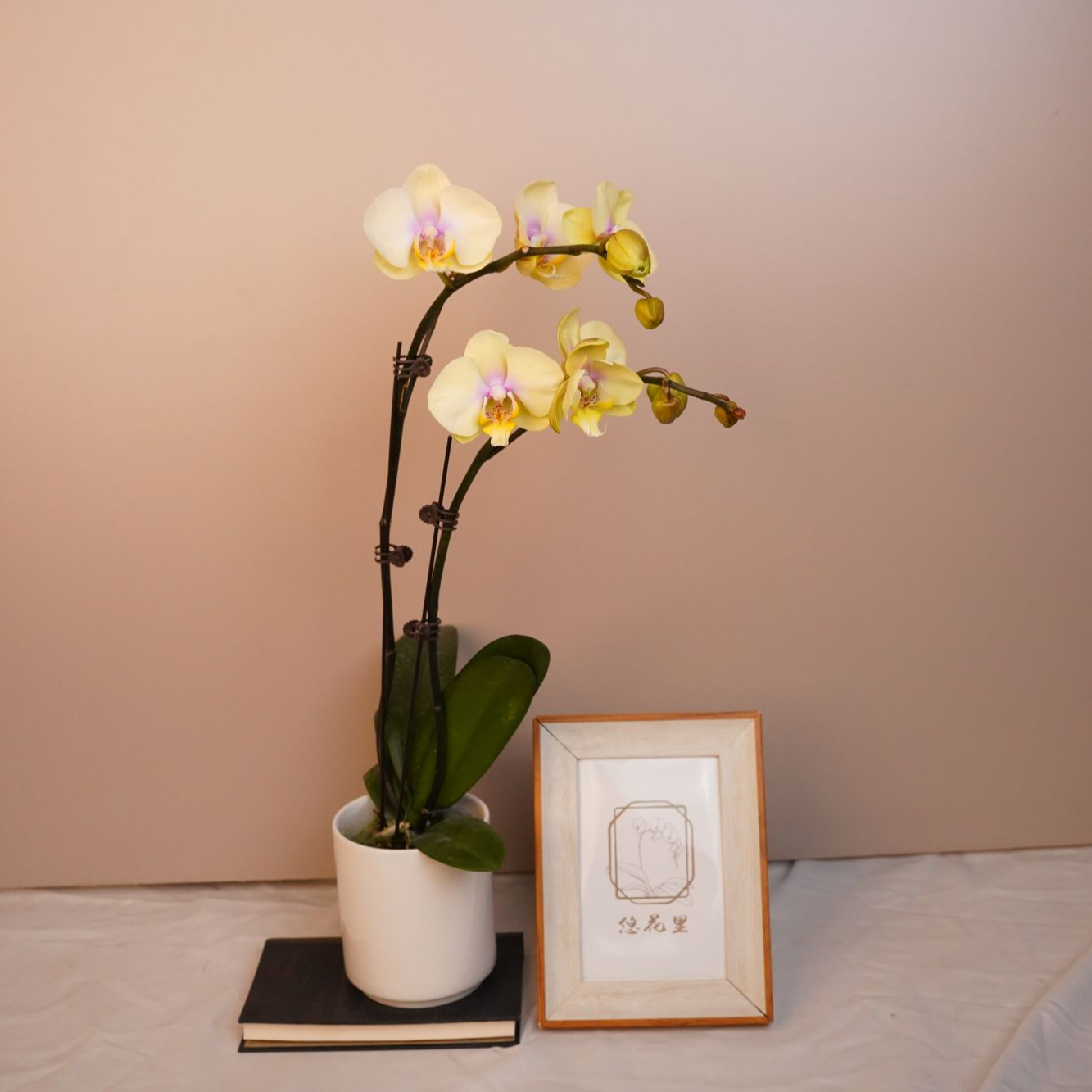 悠花里蝴蝶兰欧品【Paris全花-双】开花珠发货