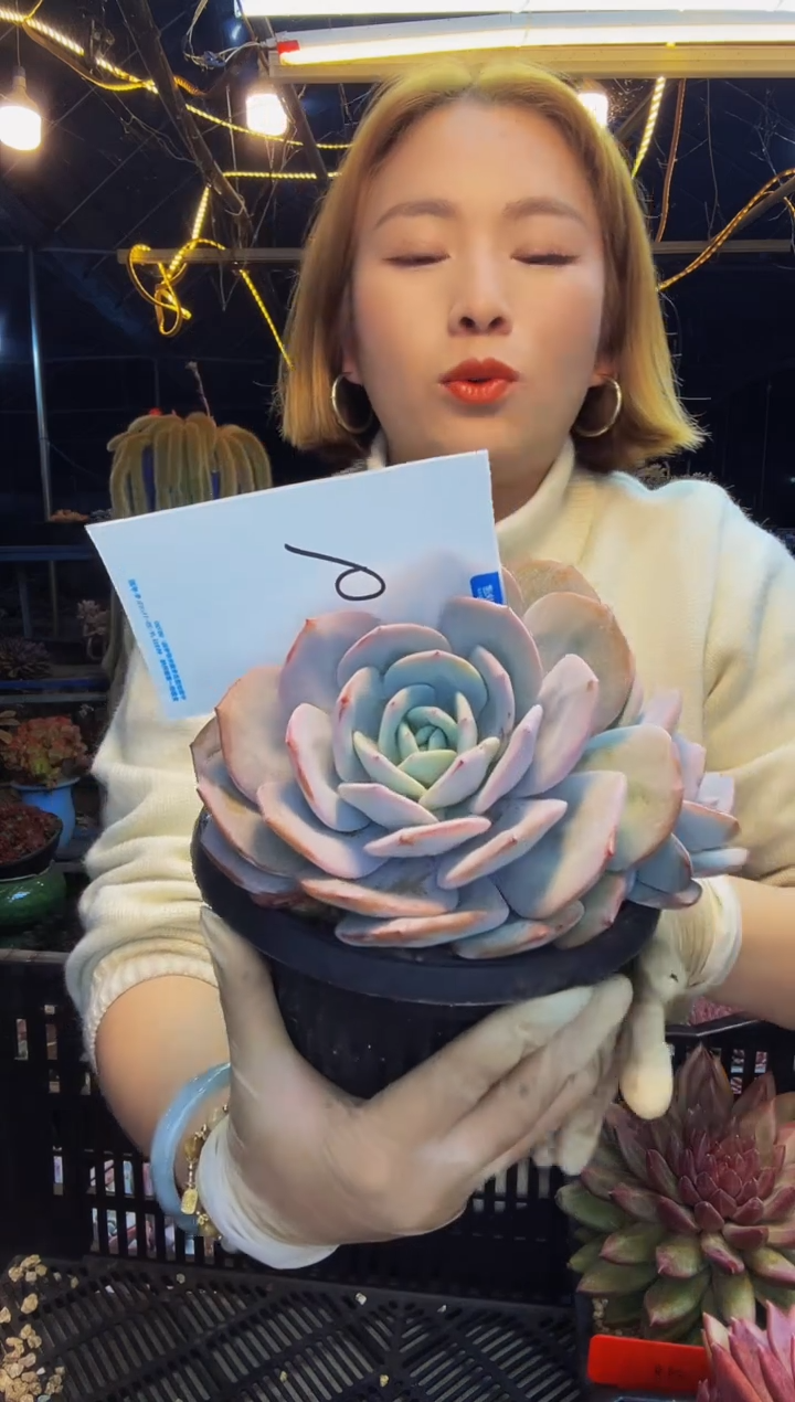 子*6号一物一拍脱土包邮