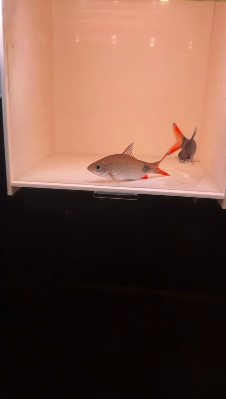 工具鱼克里22222