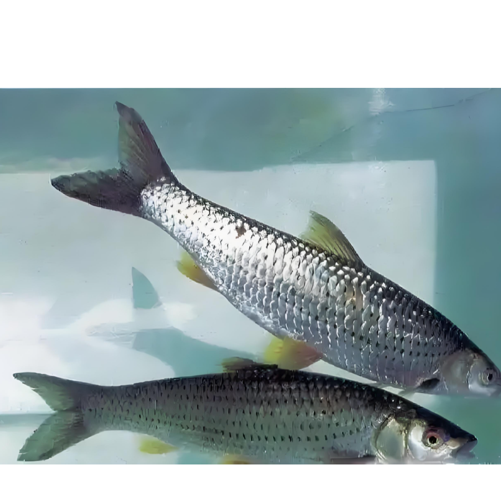 连环湖野生季花鱼花骨鱼